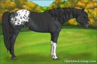 Horse Color:Black Appaloosa 