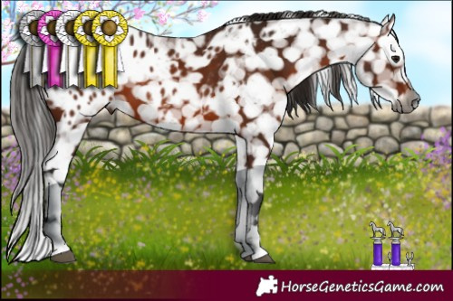 Horse Color:Gray Bay Appaloosa 