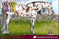 Horse Color:Gray Bay Appaloosa 