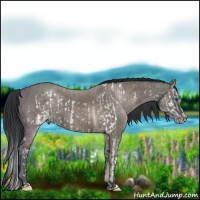 Horse Color:Grullo Splash Frame and Grullo Sabino Splash