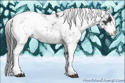 Horse Color:Black Sabino Appaloosa 