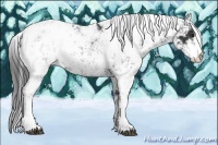 Horse Color:Black Sabino Appaloosa 