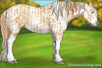 Horse Color:Gold Champagne Splash  and Chestnut Appaloosa 