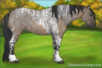 Horse Color:Bay Dun Tobiano and Grullo Roan Tobiano
