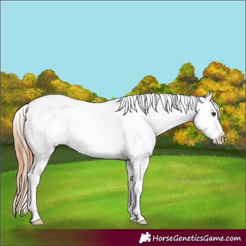 Horse Color:Chestnut Snowcap