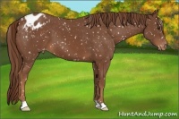 Horse Color:Chestnut Appaloosa