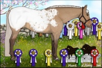 Horse Color:Silver Bay Dun Snowcap 