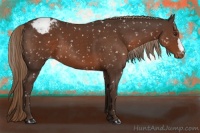 Horse Color:Liver Chestnut Appaloosa
