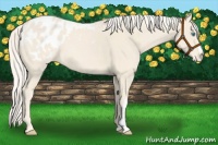 Horse Color:Cremello Appaloosa 