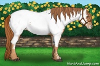 Horse Color:Chestnut Appaloosa