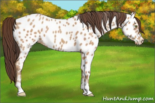 Horse Color:Amber Champagne Appaloosa
