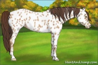 Horse Color:Amber Champagne Appaloosa