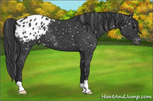Horse Color:Black Appaloosa 