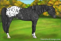Horse Color:Black Appaloosa