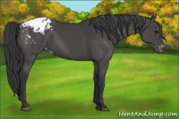 Horse Color:Black Appaloosa