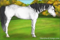 Horse Color:White Spotted Black Splash Rabicano