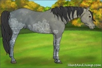 Horse Color:Black Ice