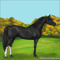 Horse Color:Gray Black 