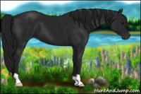 Horse Color:Gray Black 