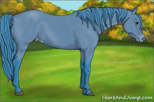 Horse Color:Watercolor Black Appaloosa 