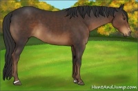 Horse Color:Liver Chestnut Sabino