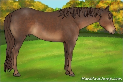 Horse Color:Liver Chestnut 