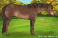Horse Color:Liver Chestnut 