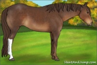 Horse Color:Liver Chestnut