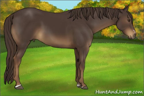 Horse Color:Liver Chestnut Sabino