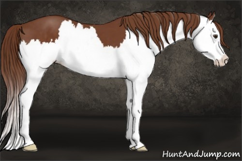 Horse Color:Chestnut Splash 