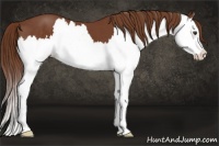 Horse Color:Chestnut Splash 
