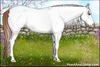 Horse Color:White Spotted Chestnut Appaloosa 
