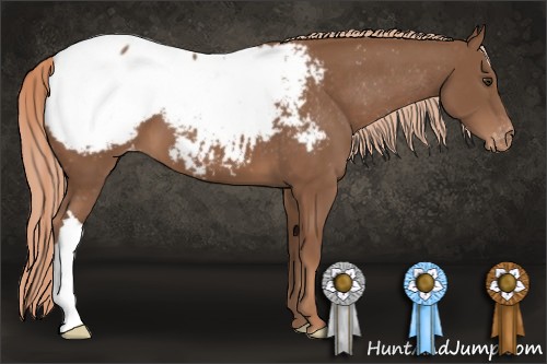 Horse Color:Chestnut Appaloosa 