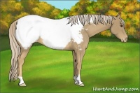 Horse Color:Palomino Appaloosa