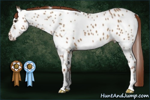Horse Color:Red Dun Appaloosa