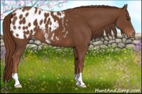 Horse Color:Chestnut Appaloosa 
