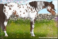 Horse Color:White Spotted Liver Chestnut Appaloosa 