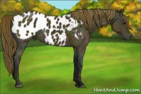 Horse Color:Midnight Buckskin Ice Appaloosa 