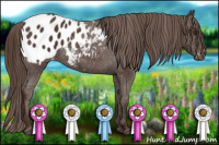 Horse Color:Liver Chestnut Appaloosa 