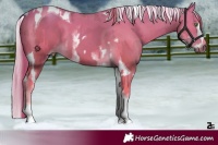 Horse Color:Gold Champagne Splash Tobiano and White Spotted Palomino