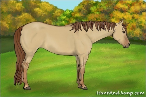 Horse Color:Red Dun