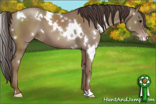 Horse Color:White Spotted Classic Champagne 