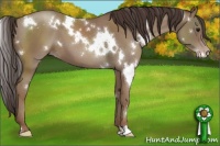 Horse Color:White Spotted Classic Champagne 