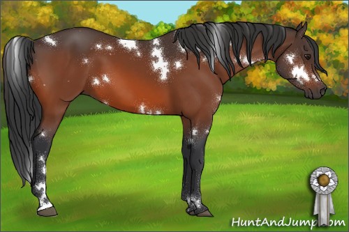 Horse Color:White Spotted Bay 