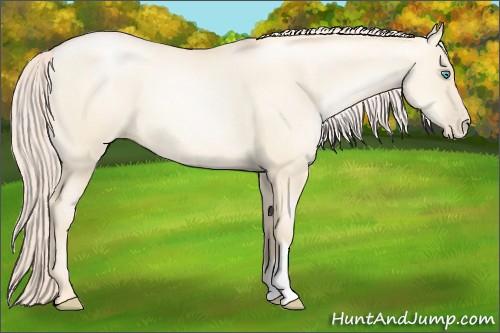 Horse Color:Gold Cream Champagne Pearl Dun 