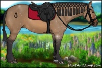 Horse Color:Bay Dun