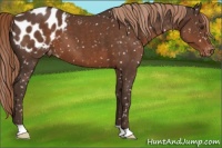Horse Color:Liver Chestnut Appaloosa 
