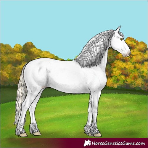 Horse Color:Palomino Appaloosa 