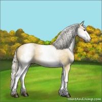 Horse Color:White Spotted Palomino 
