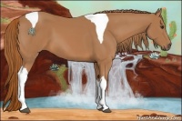 Horse Color:Chestnut Tobiano